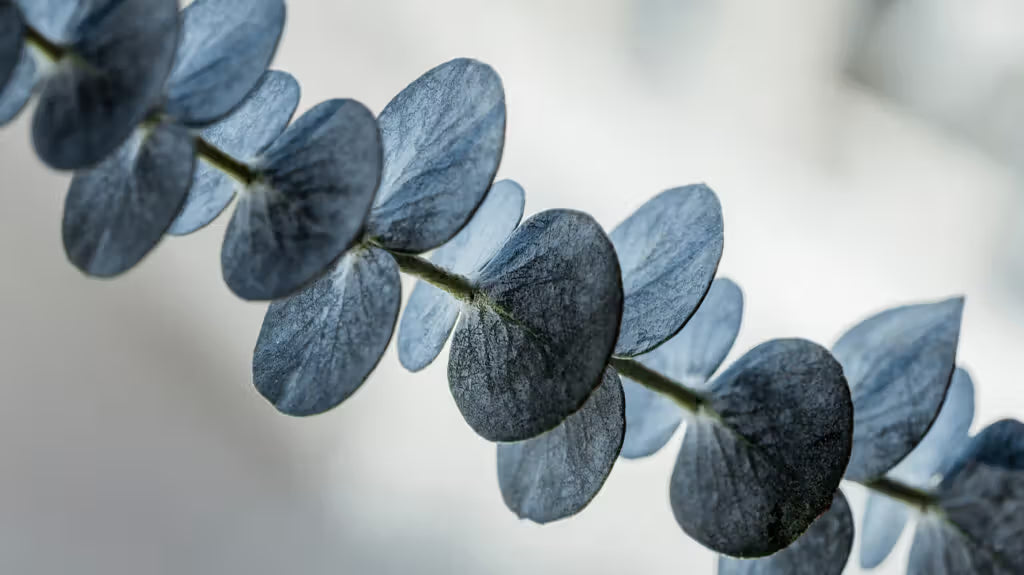 Scentiks™ Eucalyptus Fresh Essential Oil