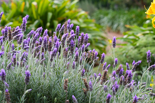 Scentiks™ Lavender Dream Essential Oil