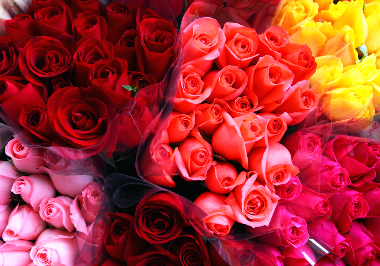 Scentiks™ Rose Petal Essential Oil