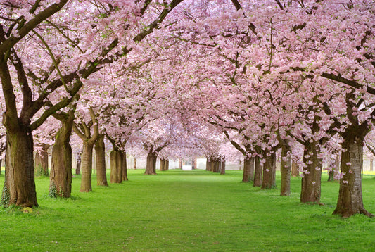 Scentiks™ Sakura Blossom Essential Oil